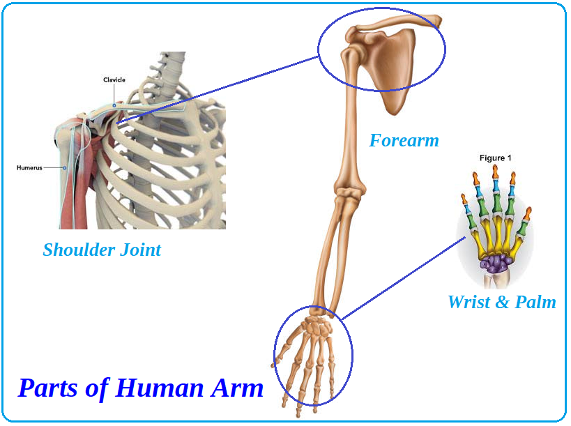 bones (pectoral girdle, arm, forearm, and hand) Diagram