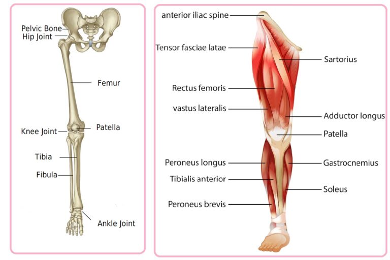 Bones, joints and muscle diagram of human lower limbs.